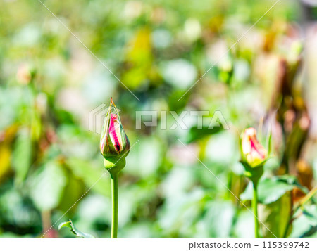 Spring scenery Many rose buds that I can't wait to bloom Spring scenery Many rose buds that I can't wait to bloom 115399742