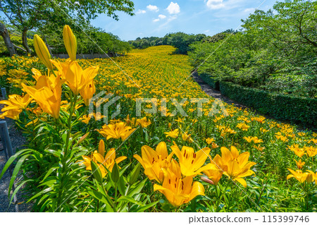 Yukari no Yuri百合花Fukuroi市[靜岡縣] 115399746