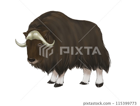 Musk ox illustration 115399773