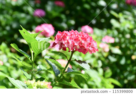 Hydrangea "Masjar" Hydrangea "Masjar" 115399800