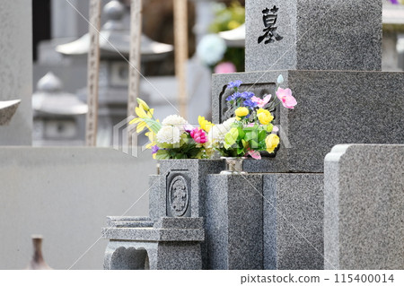 佛陀花 115400014