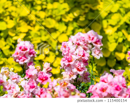 Beautiful spring flowerbed: cute pink flowers Beautiful spring flowerbed: cute pink flowers 115400154