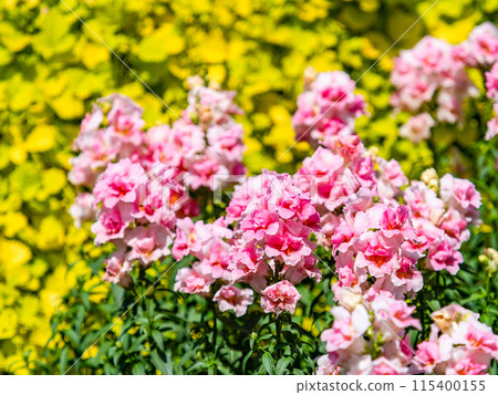 Beautiful spring flowerbed: cute pink flowers 115400155