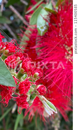 Close-up of Vibrant Red Bottlebrush Flowers Close-up of Vibrant Red Bottlebrush Flowers 115400585