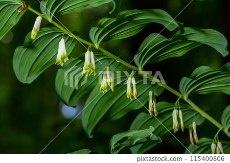 Polygonatum multiflorum flower in meadow, close up 115400806