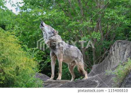 Wolf howling Wolf howling 115400810