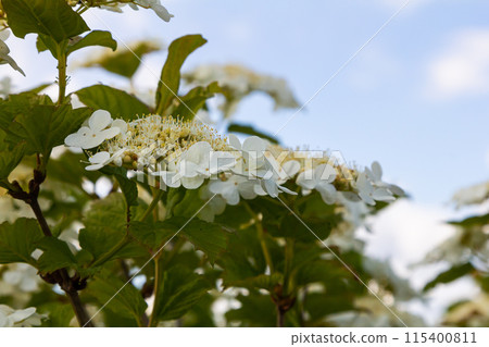 Viburnum flower in bloom. Beautiful macro shot of white flower clusters of ornamental plant Viburnum flower in bloom. Beautiful macro shot of white flower clusters of ornamental plant 115400811