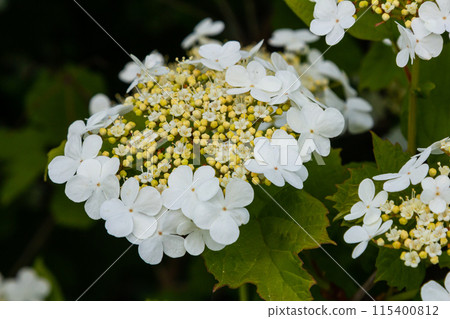 Viburnum flower in bloom. Beautiful macro shot of white flower clusters of ornamental plant Viburnum flower in bloom. Beautiful macro shot of white flower clusters of ornamental plant 115400812