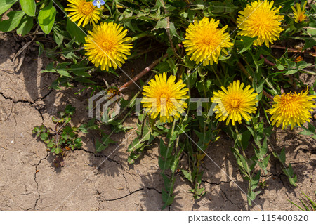 Close up of blooming yellow dandelion flowers Taraxacum officinale in garden on spring time. Detail of bright common dandelions in meadow at springtime. Used as a medical herb and food ingredient Close up of blooming yellow dandelion flowers Taraxacum officinale in garden on spring time. Detail of bright common dandelions in meadow at springtime. Used as a medical herb and food ingredient 115400820
