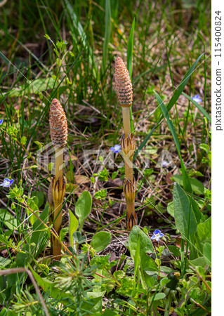 Equisetum arvense, the field horsetail or common horsetail, is an herbaceous perennial plant of the family Equisetaceae. Horsetail plant Equisetum arvense Equisetum arvense, the field horsetail or common horsetail, is an herbaceous perennial plant of the family Equisetaceae. Horsetail plant Equisetum arvense 115400824