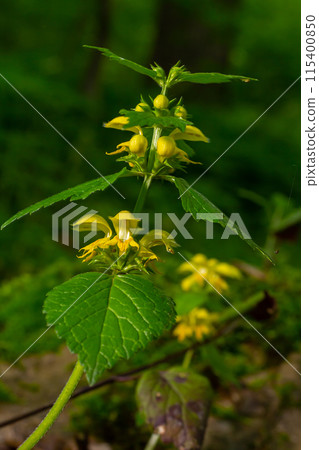 Yellow archangel plant Lamium galeobdolon with flowers and green leaves with white stripes, growing in a forest 115400850