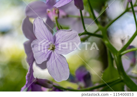 In spring, Lunaria rediviva blooms in the wild in the forest In spring, Lunaria rediviva blooms in the wild in the forest 115400853