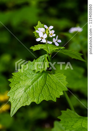 Garlic mustard flowers Alliaria petiolata close up. Alliaria petiolata, or garlic mustard, is a biennial flowering plant in the mustard family Brassicaceae Garlic mustard flowers Alliaria petiolata close up. Alliaria petiolata, or garlic mustard, is a biennial flowering plant in the mustard family Brassicaceae 115400860
