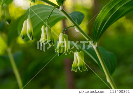 Polygonatum multiflorum flower in meadow, close up 115400861