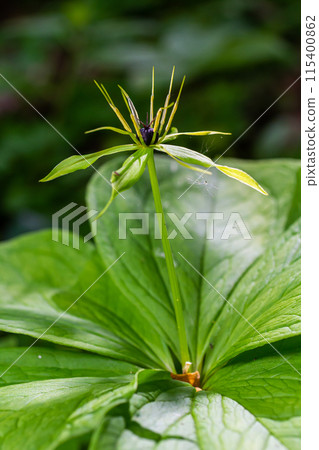 Paris quadrifolia in bloom. It is commonly known as herb Paris or true lover's knot 115400862