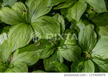 Paris quadrifolia in bloom. It is commonly known as herb Paris or true lover's knot Paris quadrifolia in bloom. It is commonly known as herb Paris or true lover's knot 115400870
