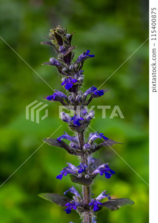 A closeup shot of blue flowers of Ajuga reptans Atropurpurea in spring A closeup shot of blue flowers of Ajuga reptans Atropurpurea in spring 115400875