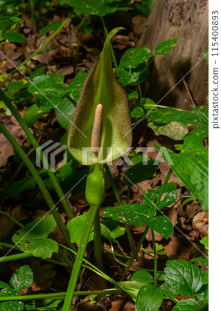 Cuckoopint or Arum maculatum arrow shaped leaf, woodland poisonous plant in family Araceae. arrow shaped leaves. Other names are nakeshead, adder's root, arum, wild arum, arum lily, lords-and-ladies 115400893