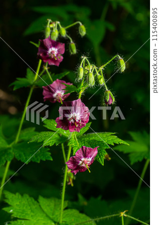 Dark purple dusky flowers in the garden, selective focus with green bokeh background - Geranium faeum 115400895