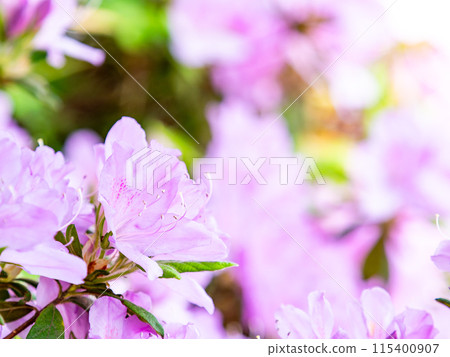 Beautiful scenery of colorful azaleas in spring Beautiful scenery of colorful azaleas in spring 115400907