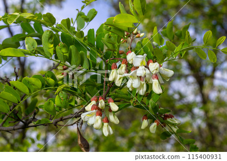 Honey bee collects nectar from white flowers tree acacia. Blooming clusters of acacia. Honey spring plant. Collect nectar. Branches of black locust, Robinia pseudoacacia, false acacia 115400931