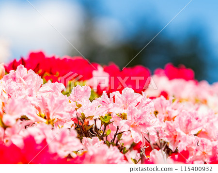 Beautiful scenery of colorful azaleas in spring 115400932