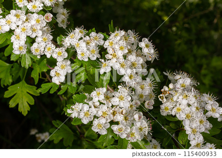 White Crataegus flowers close up in sunlight 115400933