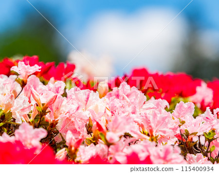 春天五顏六色的杜鵑花的美麗景色 115400934