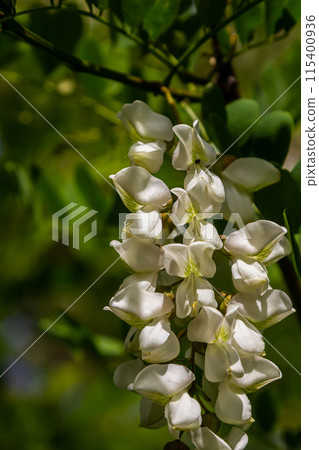 Honey bee collects nectar from white flowers tree acacia. Blooming clusters of acacia. Honey spring plant. Collect nectar. Branches of black locust, Robinia pseudoacacia, false acacia 115400936