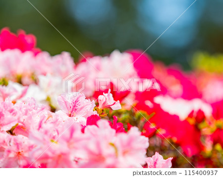 Beautiful scenery of colorful azaleas in spring 115400937