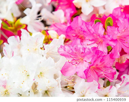 Beautiful scenery of colorful azaleas in spring Beautiful scenery of colorful azaleas in spring 115400939