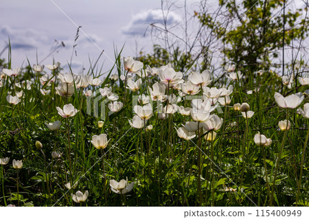 Anemonoides sylvestris Anemone sylvestris, known as snowdrop anemone or snowdrop windflower, is a perennial plant flowering in spring 115400949