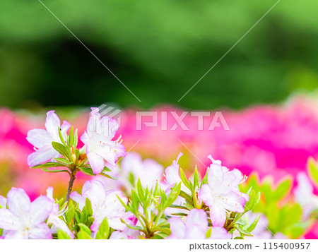 春天五顏六色的杜鵑花的美麗景色 春天五顏六色的杜鵑花的美麗景色 115400957