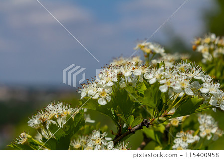 White Crataegus flowers close up in sunlight White Crataegus flowers close up in sunlight 115400958