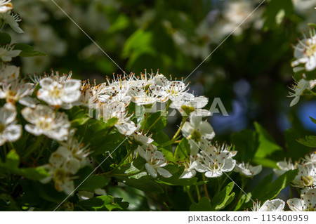 White Crataegus flowers close up in sunlight White Crataegus flowers close up in sunlight 115400959