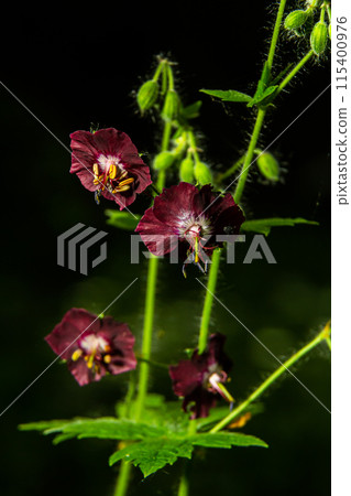 Purple and red flowers of Geranium phaeum Samobor in spring garden 115400976