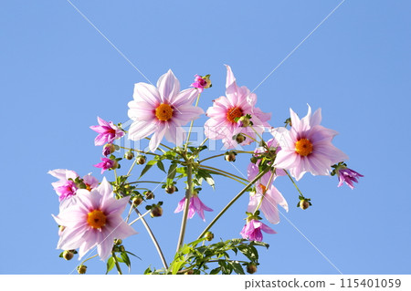 Emperor dahlia flower shines in the blue sky 115401059