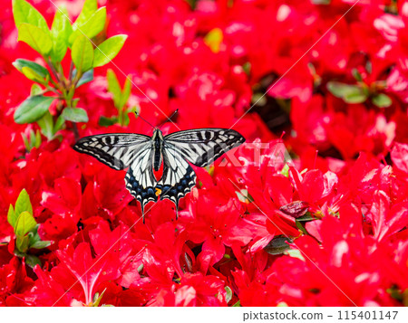 Spring is here: A swallowtail butterfly comes to suck nectar from a bright red azalea Spring is here: A swallowtail butterfly comes to suck nectar from a bright red azalea 115401147