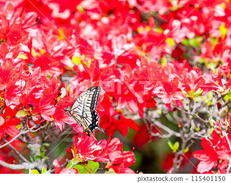 春天來了,燕尾蝶來吸鮮紅的杜鵑花花蜜了! 春天來了,燕尾蝶來吸鮮紅的杜鵑花花蜜了! 115401150