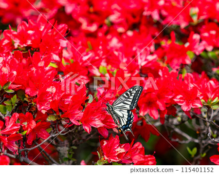 Spring is here: A swallowtail butterfly comes to suck nectar from a bright red azalea 115401152