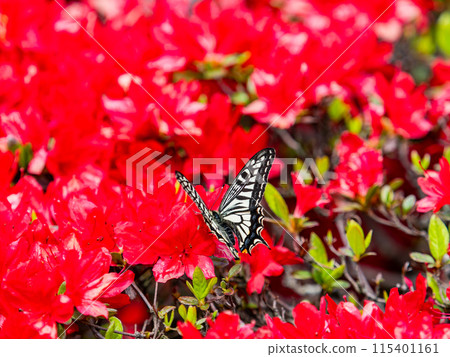 Spring is here: A swallowtail butterfly comes to suck nectar from a bright red azalea 115401161