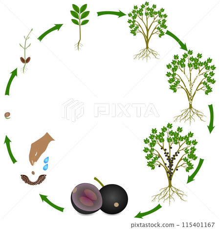 Life cycle of jaboticaba brazilian grape plant on a white background. 115401167