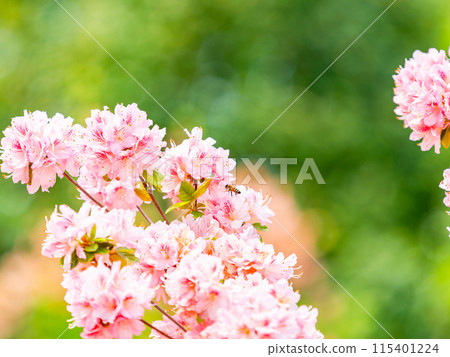 Spring is here! Cute honeybees gather nectar from colorful azaleas. Spring is here! Cute honeybees gather nectar from colorful azaleas. 115401224