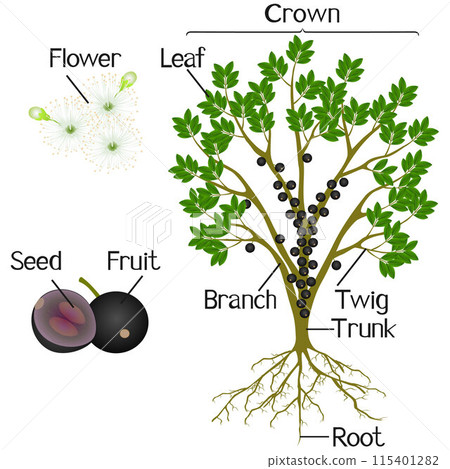 Parts of jaboticaba brazilian grape plant on a white background. 115401282