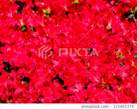 春天五顏六色的杜鵑花的美麗景色 春天五顏六色的杜鵑花的美麗景色 115401378