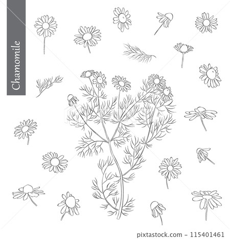 Chamomile Outline Hand drawn Vector Illustration on white backgroung Chamomile Outline Hand drawn Vector Illustration on white backgroung 115401461