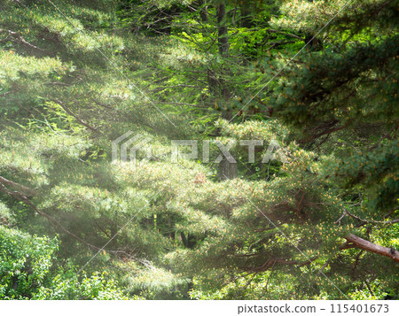 Cedar pollen flying vigorously Cedar pollen flying vigorously 115401673
