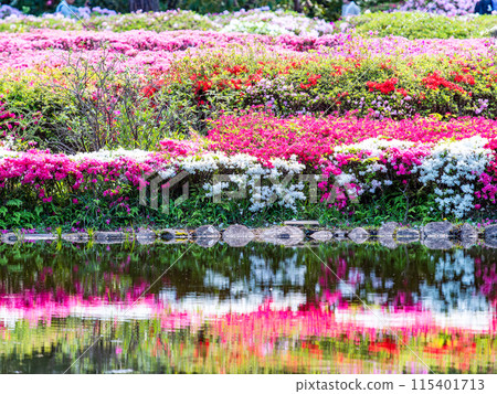 Spring is here: a beautiful view of colorful azaleas blooming by the water 115401713