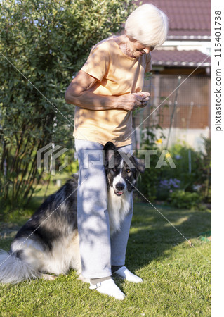 An elderly woman trains a dog in the yard of her home. A large dog, a shepherd mix, follows the owner's commands outside. Selective focus, close-up. An elderly woman trains a dog in the yard of her home. A large dog, a shepherd mix, follows the owner's commands outside. Selective focus, close-up. 115401738