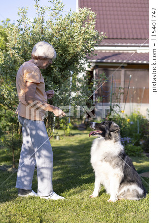 An elderly woman trains a dog in the yard of her home. A large dog, a shepherd mix, follows the owner's commands outside. Selective focus, close-up. An elderly woman trains a dog in the yard of her home. A large dog, a shepherd mix, follows the owner's commands outside. Selective focus, close-up. 115401742